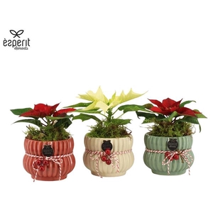 Arrangementen Kerst 6%
