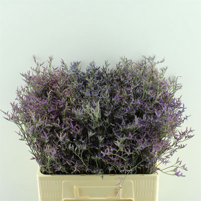 <h4>Limonium Safora Blue</h4>