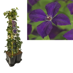 1 m. privacy mix Hedera + Clematis vit. 'Polish Spirit' +label