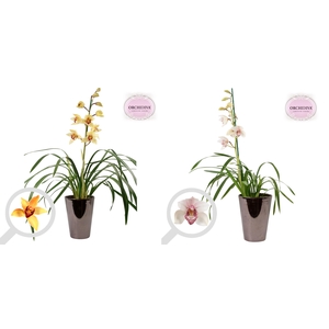 Cymbidium 1tak mix keramiek brons