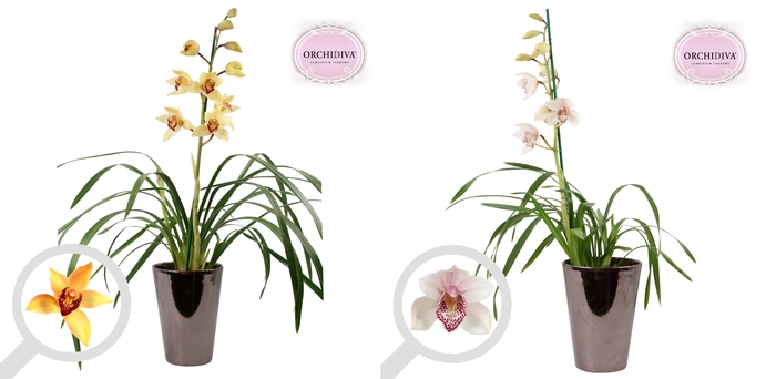 <h4>Cymbidium 1tak mix keramiek brons</h4>