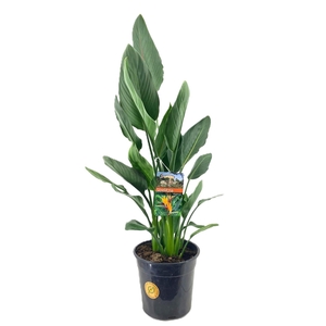 Strelitzia reginae