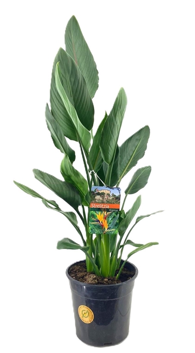 <h4>Strelitzia reginae</h4>