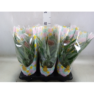 Ananas  'Mi Amigo'