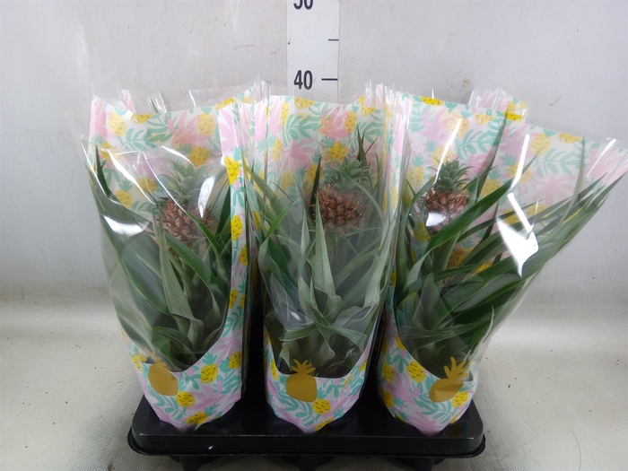 <h4>Ananas  'Mi Amigo'</h4>