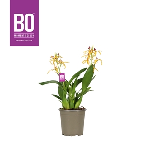 Encyclia P12 BO Yellow