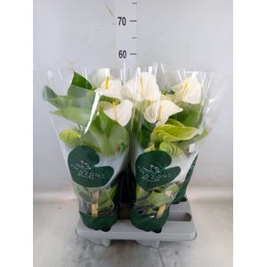 Anthurium andr. 'Samora'