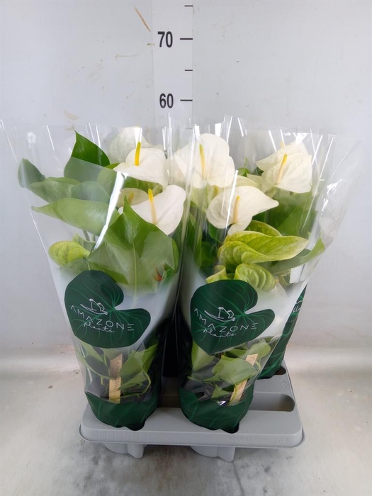 <h4>Anthurium andr. 'Samora'</h4>