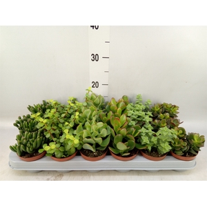 Crassula   ...mix