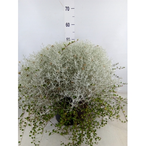 Leucophyta brownii 'Silvercalos'