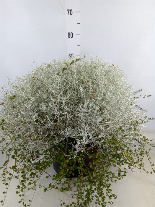 <h4>Leucophyta brownii 'Silvercalos'</h4>