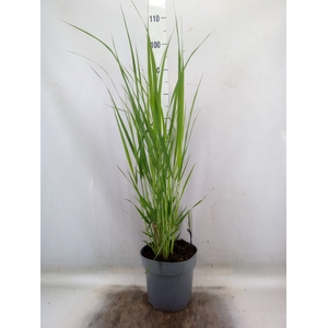 Panicum virgatum
