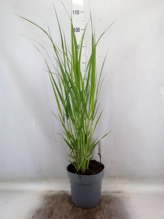 <h4>Panicum virgatum</h4>