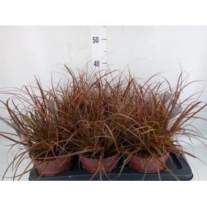 Uncinia rubra 'Everflame'