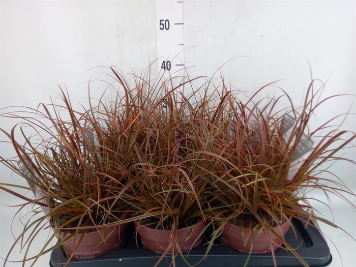 <h4>Uncinia rubra 'Everflame'</h4>