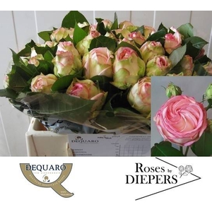 R Tr Biedermeier Diepers