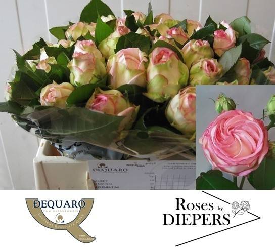 <h4>R Tr Biedermeijer Diepers</h4>