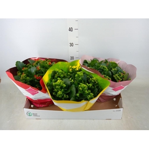 Kalanchoe blos.   ..mix 6