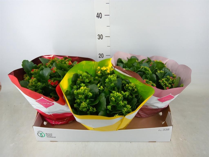 <h4>Kalanchoe blos.   ..mix 6</h4>