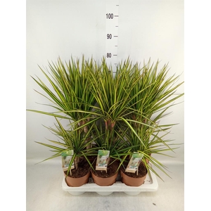 Dracaena marg. 'Sunray'
