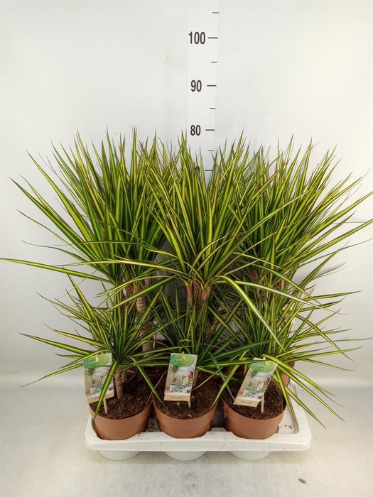 <h4>Dracaena marg. 'Sunray'</h4>