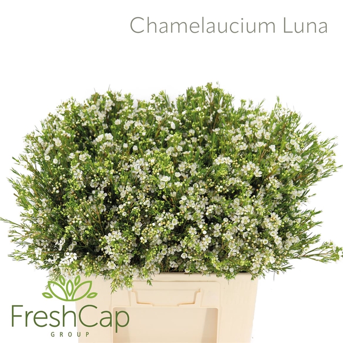 Chamelaucium Luna