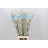 Amaranthus Yearming Desert