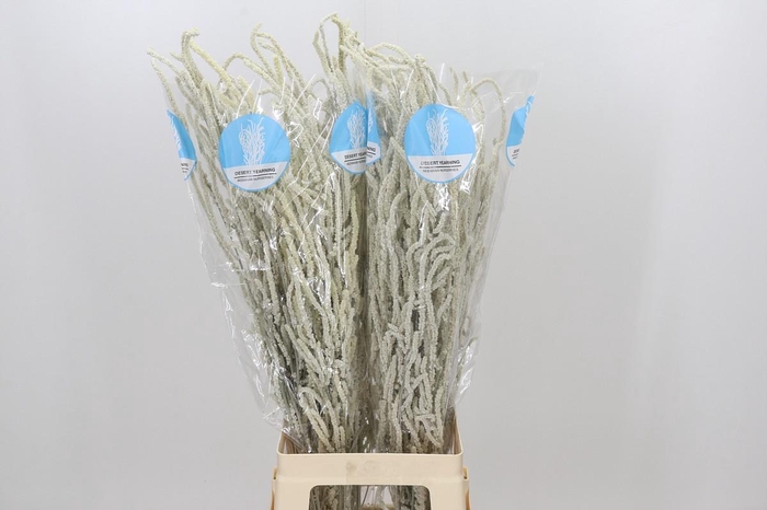 <h4>Amaranthus Yearming Desert</h4>