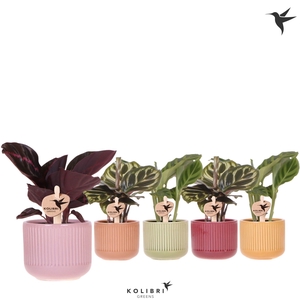Kolibri Greens Calathea mix in Flare pot mix