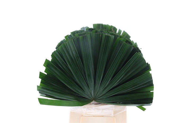 <h4>Chamaerops Blad</h4>