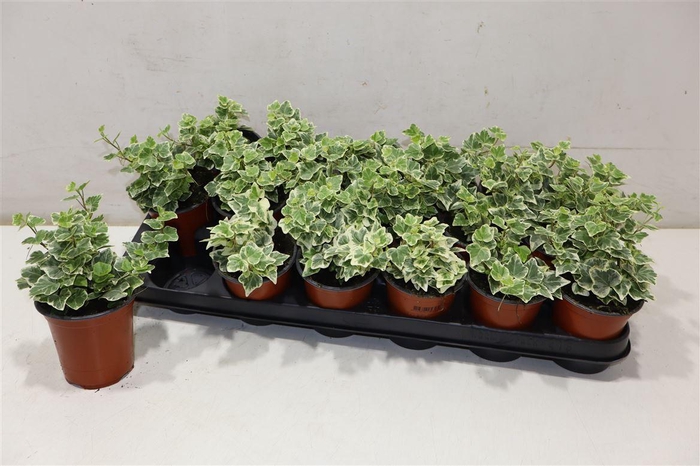 <h4>arr8 Hed He White Wonder</h4>