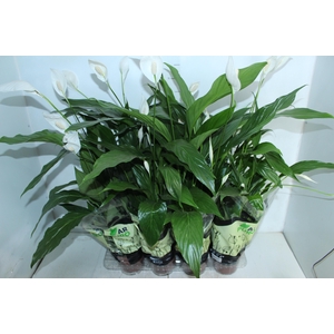 SPATHIPHYLLUM P15 MIN 5 HT COM FLOR