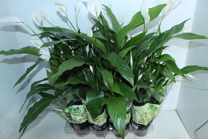 <h4>SPATHIPHYLLUM P15 MIN 5 HT COM FLOR</h4>