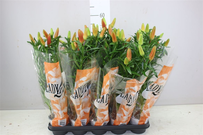 <h4>Lil Az Tiny Invader 3pp Orange</h4>