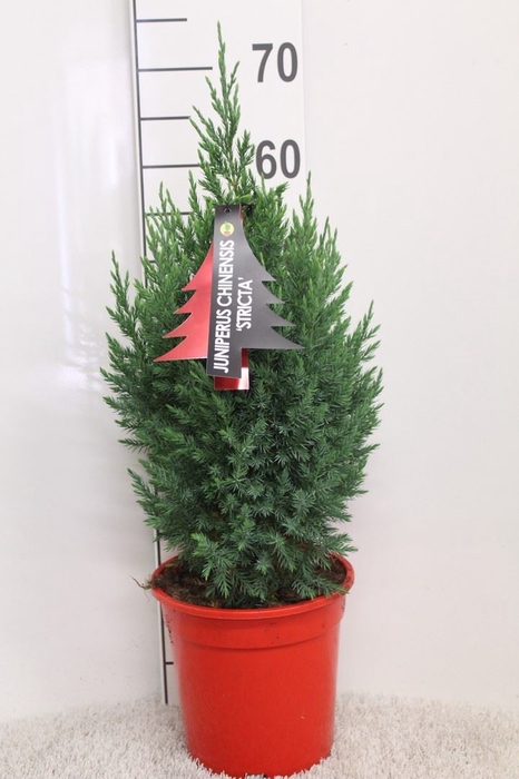 <h4>Juniperus chinensis 'Stricta'</h4>