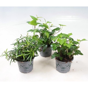 HEDERA HELIX P9 BONT