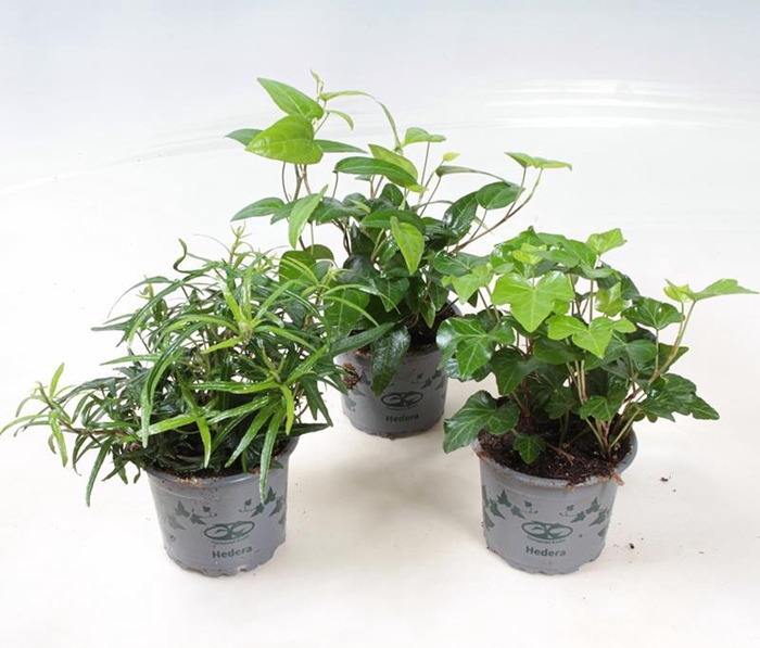 <h4>HEDERA HELIX P9 BONT</h4>