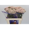 Ozothamnus Cooks Pink