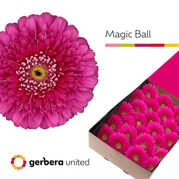 <h4>Ge Gr Pomponi Magic Ball Box United</h4>
