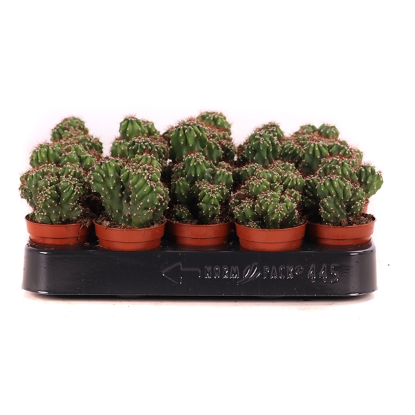 <h4>Cereus monstr 5,5 cm</h4>