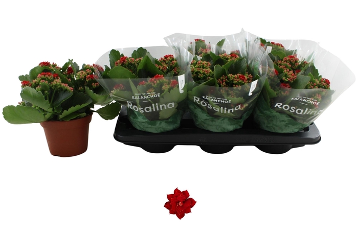 <h4>KAL GE DON JUSTINO</h4>