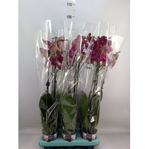 Phalaenopsis   ...