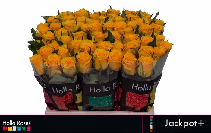 <h4>R GR JACKPOT+</h4>