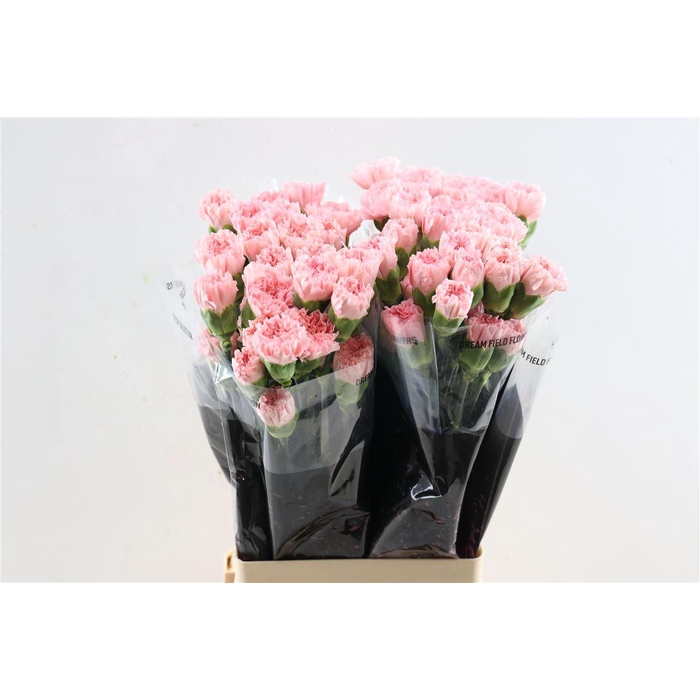 <h4>Di St Doncel</h4>