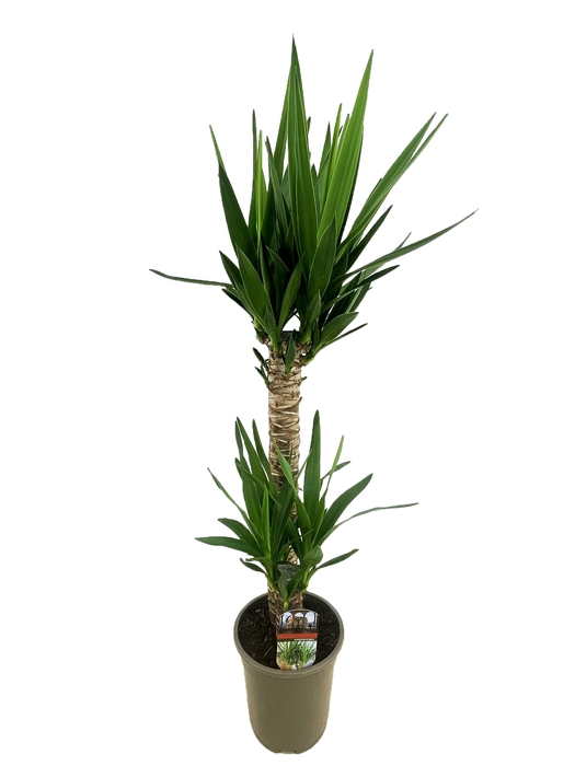 Yucca elephantipes 60-20 P19