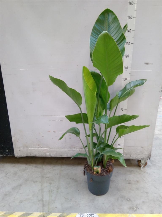 <h4>Strelitzia nicolai</h4>