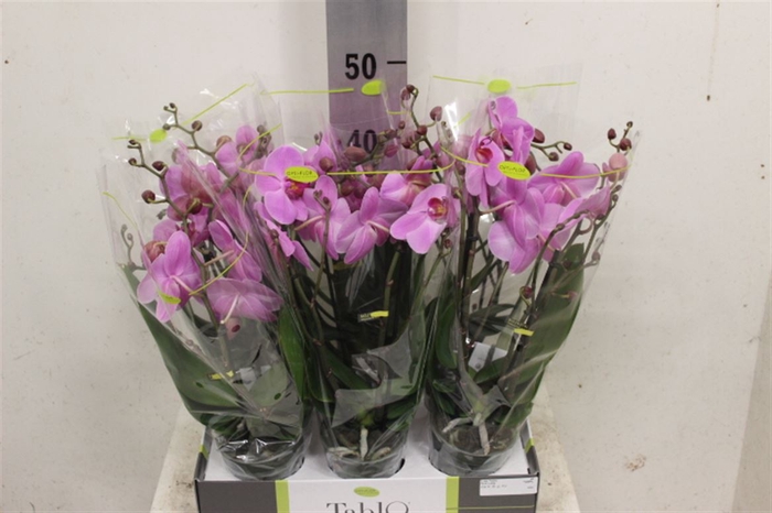 <h4>Phal Tablo Roze 2 Tak</h4>