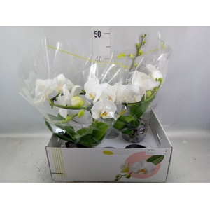 Phalaenopsis   ...white