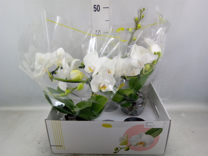 <h4>Phalaenopsis   ...white</h4>