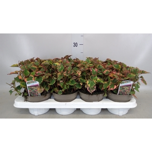 Houttuynia cordata 'Chameleon'
